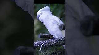 Why White Umbrella Cockatoos Dance Fascinating Facts About Their Rhythmic Moves [upl. by Winn847]