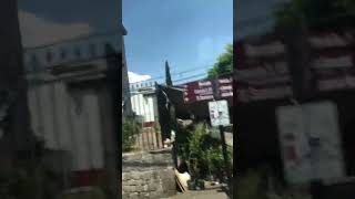 Cuitzeo michoacán probaditas shortviral mexico [upl. by Aileno]