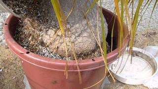 How to repot Beaucarnea recurvata 78 Spring 2011 [upl. by Graves249]