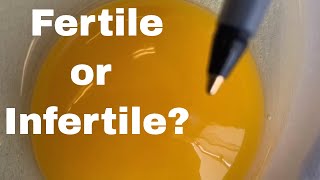 How To Tell If An Egg is Fertile Or Infertile [upl. by Gabby876]