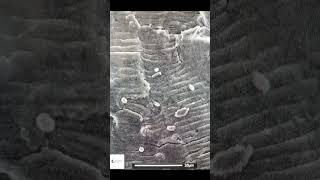 Metal Fatigue Striations at High Magnification  Scanning Electron Microscope fatigue aluminium [upl. by Ijies659]