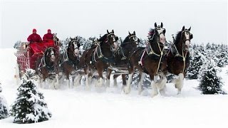 Image Makeover for Budweisers Clydesdales [upl. by Enehpets328]