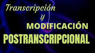 TRANSCRIPCIÓN Y MODIFICACIÓN POSTRANSCRIPCIONAL [upl. by Pontias115]