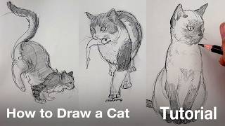 How to Draw a Cat Tutorial [upl. by Ynohtnaed]