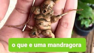 mandrágora o que a Bíblia Diz sobre essas planta [upl. by Nesnah]