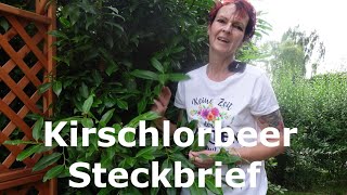 Kirschlorbeer Steckbrief [upl. by Di831]