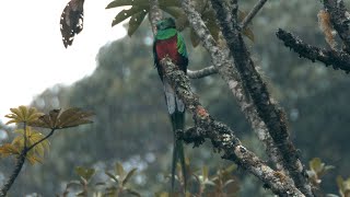 Resplendent Quetzal and its Call [upl. by Nylidnam]