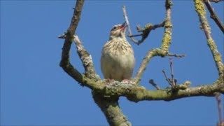 Singing Woodlark [upl. by Noreik]