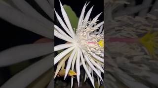 Epiphyllum Hookeri garden [upl. by Aidas]