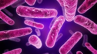 Gram Positive vs Gram Negative Bacterial Cell Wall Structure Microbiology [upl. by Elleiad718]