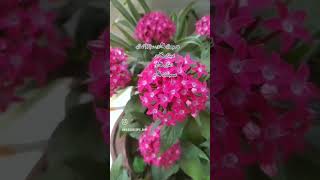 Pentas plant care plants pentas flowers plantpropagation garden plantgrowth gardening [upl. by Yregerg]