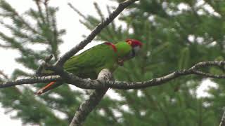 Thick billed Parrot with odd tail feather and transmitter [upl. by Sluiter913]