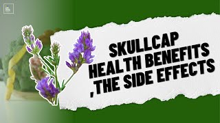 Skullcap Health Benefits The Side Effects and Dosage [upl. by Corbin]