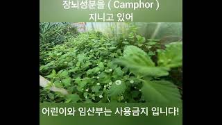 Aztec Sweet Herb  Phyla dulcis  Lippa dulcis Hieba Dulce 아스텍 스위트 허브  설탕식물 [upl. by Wall297]