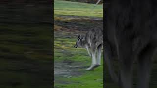 The Incredible Jumping Power of Kangaroos Exploring Australias National Symbol [upl. by Parette]