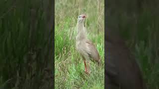 The redlegged Seriemabirdseriema [upl. by Adams]