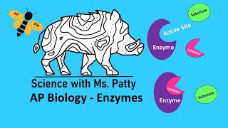 Enzymes  AP Biology Unit 3 [upl. by Inad]