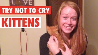 People Get Surprised With Kittens  Try Not To Cry [upl. by Yreffej]