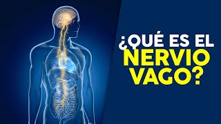 ¿QUÉ ES EL NERVIO VAGO [upl. by Rosalyn]