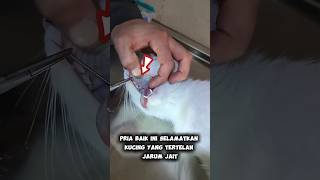 Pria ini selamatkan seekor kucing yg hampir mati tertelan jarum jait 😱shortvideo hewan feedshorts [upl. by Heidt778]