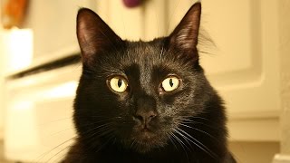 Would You Adopt a Black Cat [upl. by Erehpotsirhc]