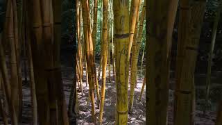 I walk across a bamboo land bamboo somewhere [upl. by Leraj]