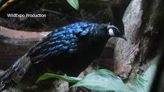 Palawan peacock  Bird videos  Online zoo [upl. by Eirahs]