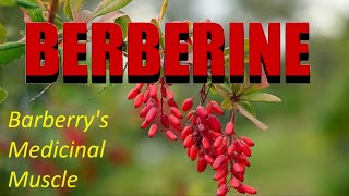 Berberine Barberrys Medicinal Muscle [upl. by Belden]