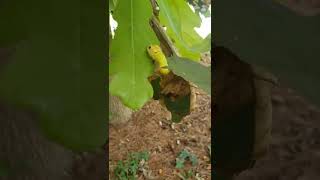 Nature Nuts Simon Episode 2 The Continuing Saga of Larva Rescue with Ranger Kimmy [upl. by Annazor736]