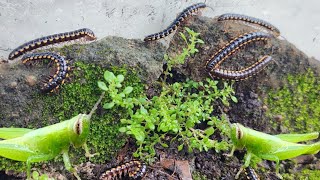 I Made Simple Terrarium to Keep The MillipedesHarpaphe Haydeniana [upl. by Haletta710]