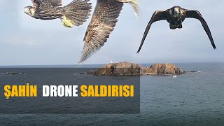 Drone ŞAHİN SALDIRISI 😱 [upl. by Sera362]