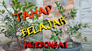 BELAJAR MEMBUAT BONSAI KIMENG FICUS MICROCARPA [upl. by Moira927]