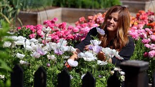 How I Grow Ranunculus amp Anemones  Planting Sunflower amp Zinnia Seeds 🌸🌼💚  Garden Answer [upl. by Lagasse]