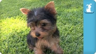 Yorkie Puppies First Time on Grass  Puppy Love [upl. by Worth816]