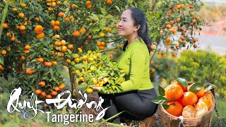 Harvest Tangerine to sell and buy flower for traditional Tet holiday with my Daughter [upl. by Ester]