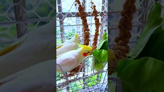 Adorable Cockatiels Enjoying Meal 😋🦜❤️ cockatielscraze [upl. by Haugen16]