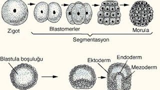 EMBRİYO GELİŞİMİ [upl. by Rosmunda]