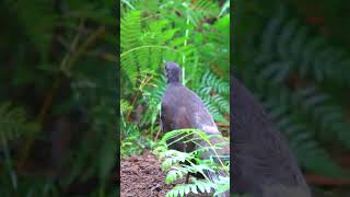 Lyrebird mimicking other birds bird nature [upl. by Sitoel489]