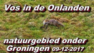 Vos in De Onlanden natuurgebied onder Groningen 09 12 2017 [upl. by Oina]