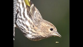 Pine Siskins [upl. by Aynotak455]