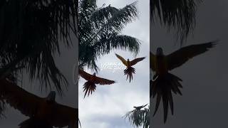 Guacamaya 🦜 [upl. by Sebastian677]