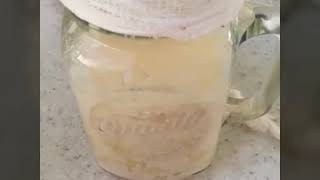 Kefir búlgaros de leche como hacerlos [upl. by Ttcos831]