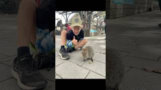 Rottnest Island 🏝️ Too many flies 🪰🦭australia traveling rottnestisland quokka seals nature [upl. by Enaej]