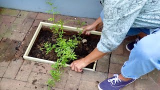 Best Time to Plant a Rose Tips on Planting in Brick Patio [upl. by Yadnus]