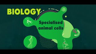 Specialised Animal Cells EXPLAINED  KS3 Science Biology BBC Bitesize [upl. by Lila15]