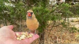 Handfeeding Birds in Slow Mo  Northern Cardinal [upl. by Ilbert]