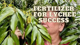 Growing Lychee Trees  Fertilize Now for The Best fruit Set [upl. by Lattie]