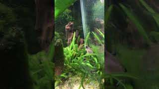 Panda Corydoras Catfish are the best for your aquarium [upl. by Nedrud]