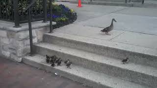 Ducklings vs Stairs [upl. by Vidovic]