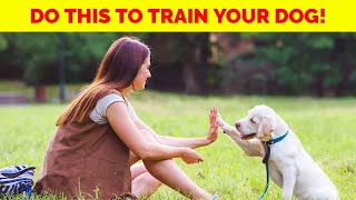 Do This To Train Your Dog Easily [upl. by Assej]